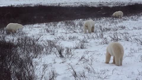 Polar Bear Mothers Fight as Cubs Look On - EXTENDED VERSION