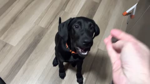 Puppy Nibbles Owner Hand Unintentionally as He Feeds Two