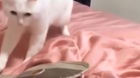 Funny Cat Startled!
