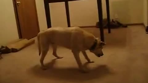 Funny dog video