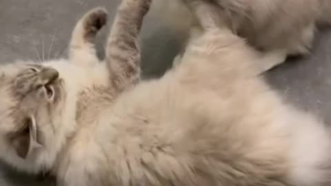 Cat Funny video🤣🤣🤣