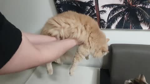 How to move the cat