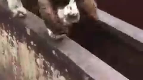 Dog Resembles Train While Walking Carefully on Metal Track