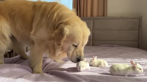 Golden Retriever Meets Tiny Bunnies for the First Time