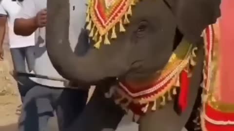 Funny elephant Beby