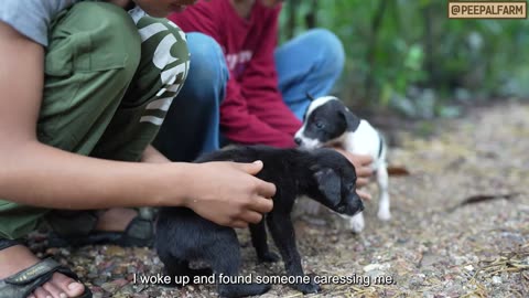 Starving pups meet their mother