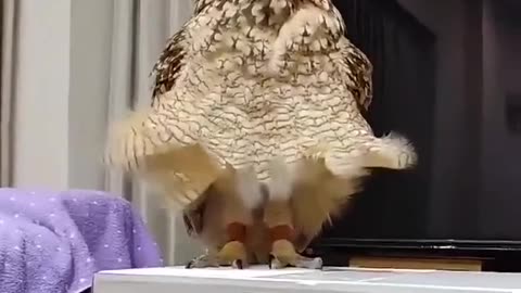 Owls funny videos 😂😂