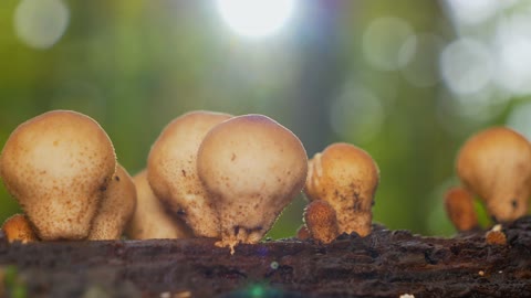 awesome mushrooms tracking shot