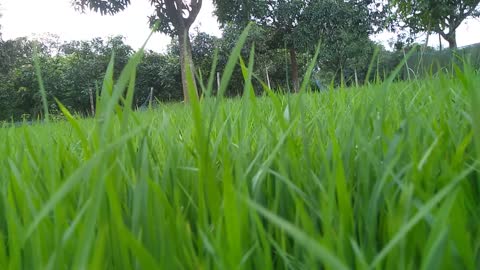 green grasses and birds chirping all together