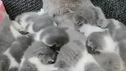 Mother cat with his babies