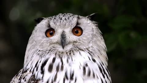 Watch the cute owl bird