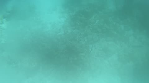 Chromis Reef #3, BVI