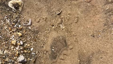 Bubbling springs on a beach.