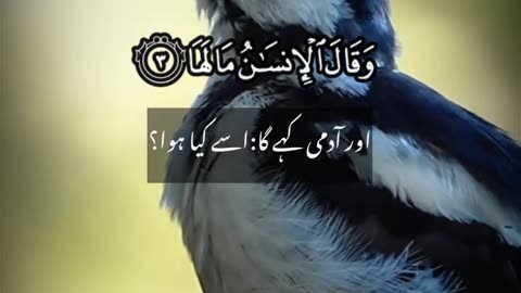 Surah Zalzalah with Urdu translation