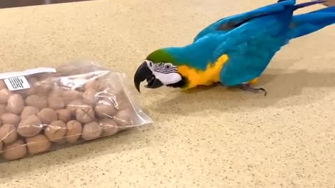 Parrot steals food without permission of its owner