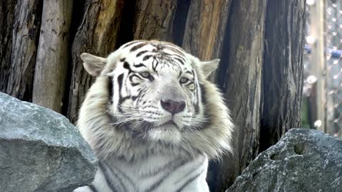 White tiger lying on rock
