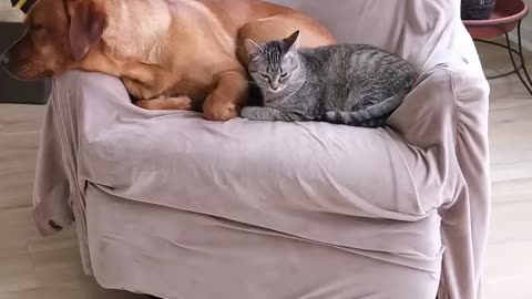 Cat Rescues Dog