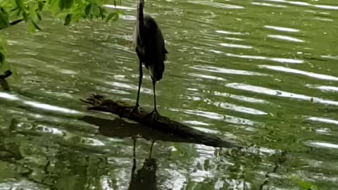 Great Blue Heron