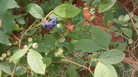 Highbush Blueberry