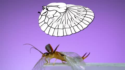 Amazing Earwig Wings in Action!