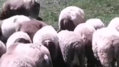 The sheep. Are you going to run together? ,