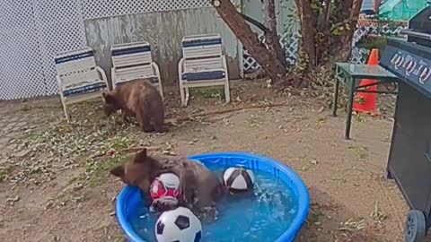 Bears Play in Backyard Kiddie Pool