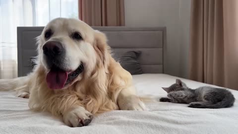 Golden Retriever Meets New Tiny Kitten for the First Time