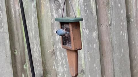 Watch that Red-breasted Nuthatch
