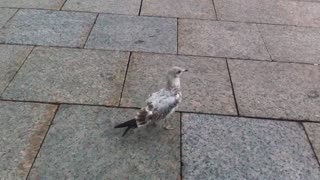 Nature and bird: This little cutie pie trekking along Sparks Street by Parliament Hill.