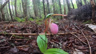 Lady's Slipper