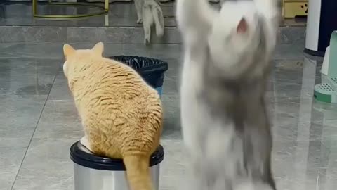 Funny mood with cats viral video