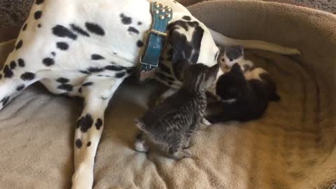 Dalmatian babysitter gently plays with foster kittens