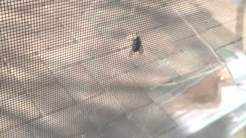 Fly on a Screen