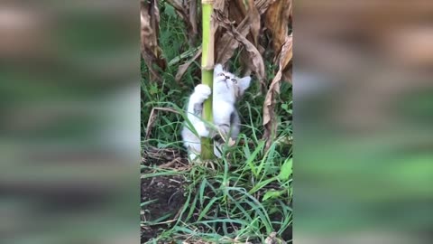 Cut And Funny cat 😻 Funny Animal video