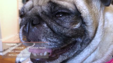 Everything You Need to Know About Pugs - Characteristics and behavior