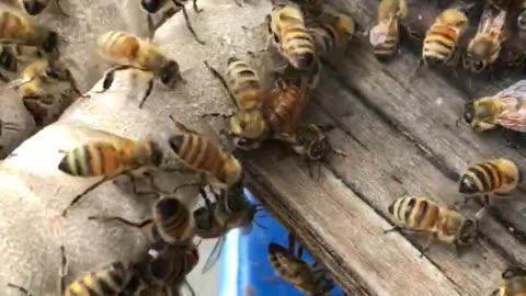 Relocating these bees before the rain hits!
