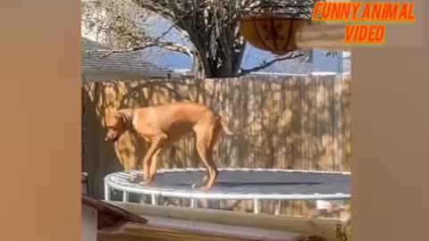 Funny video of dog and cat 😺🐈 for entertainment 😂😀