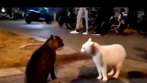 Funny cat 😺😂 short video