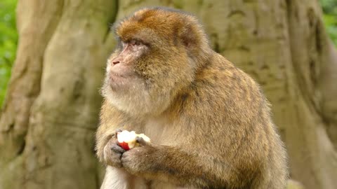 Ape Monkey eating an apple so cute