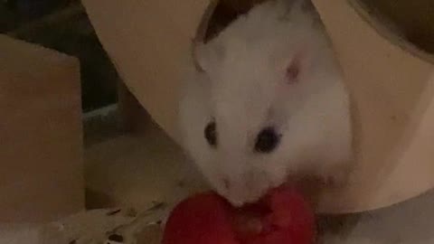 Adorable hamster eating tomatoes