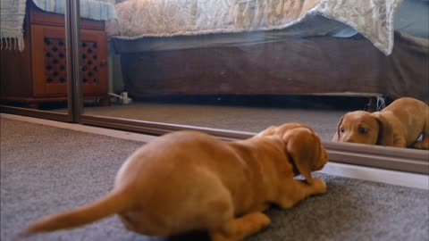 Dog reaction in front of mirror