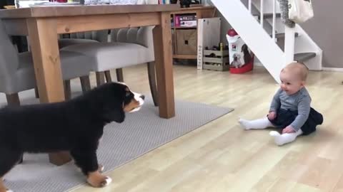 FIRST MEETING BABY vs BERNESE MOUNTAIN DOG PUPPY FIRST MEETING BABY vs BERNESE MOUNTAIN DOG PUPPY