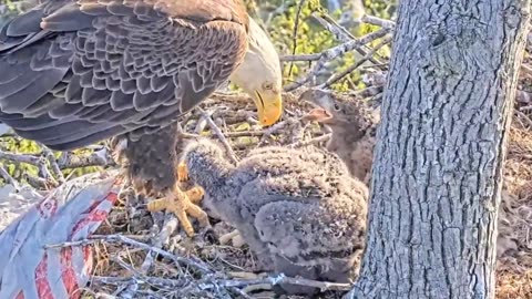 Oh, the eagle baby family is harmonious and happy