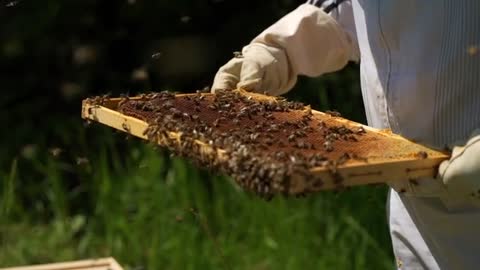 Bee& honey extract from bees' cells