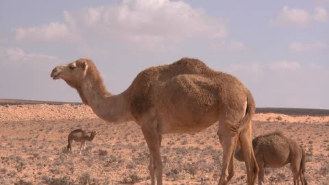 Camels depart on a desert journey