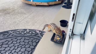 Chippy the Chipmunk