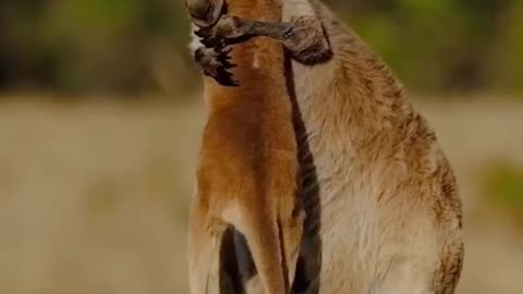 Extremely Spectacular expression of Kangaroo 🦘 mother with her child