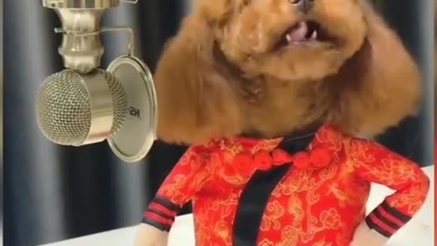 Doggy is singing 🎤🎤 dog 🐕🐕