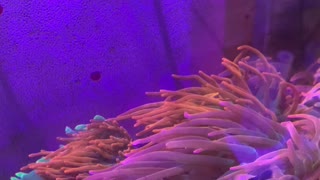 Anemones at Reeves’ Reef