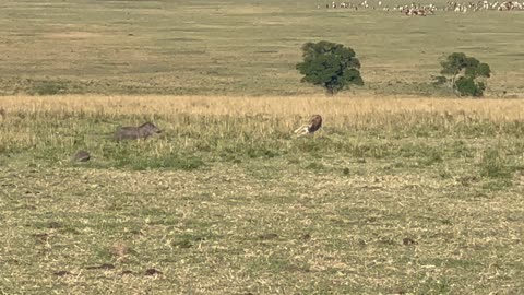 Mama Warthog Chases Off Cheetah